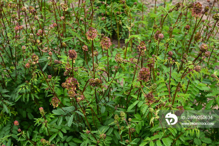 Salad burnet Sanguisorba minor flower.Salad burnet - Latin name - Sanguisorba minor.