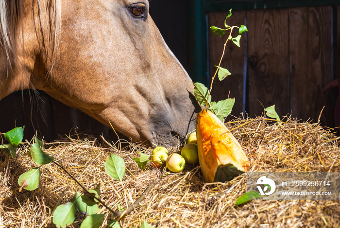 horse eats autumn fruit, hay. Pumpkin, apples. Nutrition, horse breeding. Equestrian theme