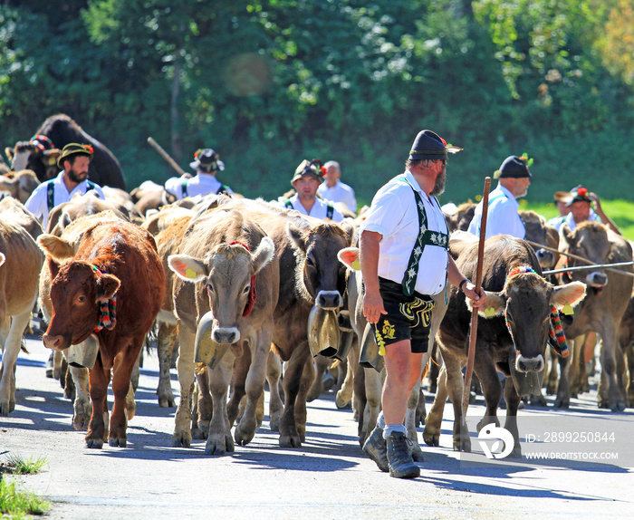 Viehscheid im Allgäu - Wertach