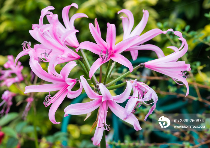 Nerine Bowdenni