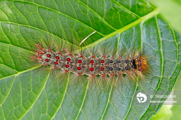 Die Raupe des Schwammspinners, Lymantria dispar