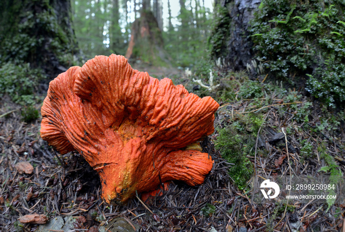 Lobster Mushroom (Hypomyces lactifluorum) close up with needles and moss