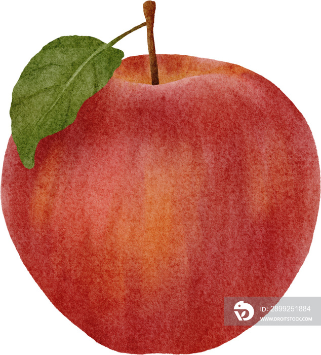 watercolor apple