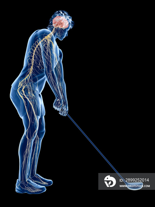 3d rendered medically accurate illustration of the nervous system of a golf player