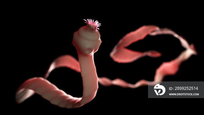 3d rendered medically accurate illustration of a tape worm