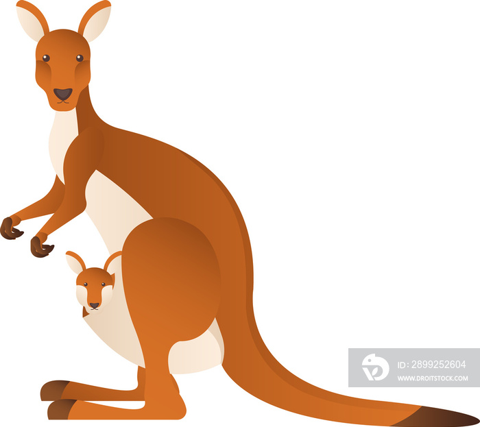 Australian animal kangaroo cartoon illustration isolated object