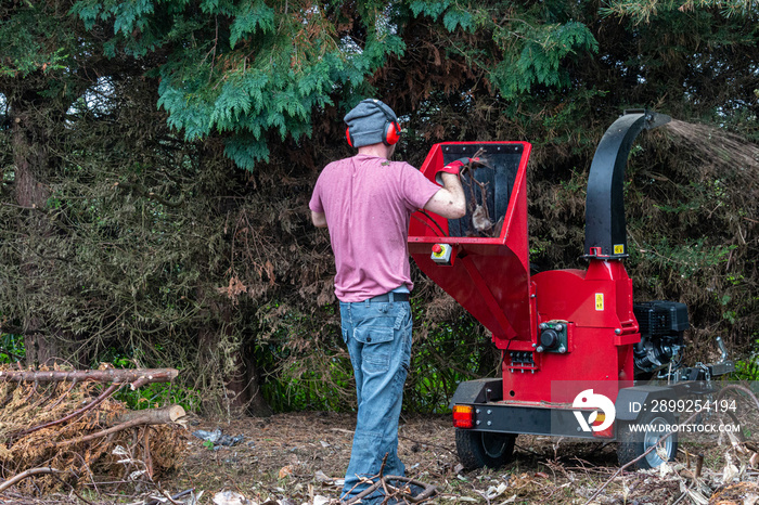 Red wood chipping machine, man feeding branches into portable trailer machine.