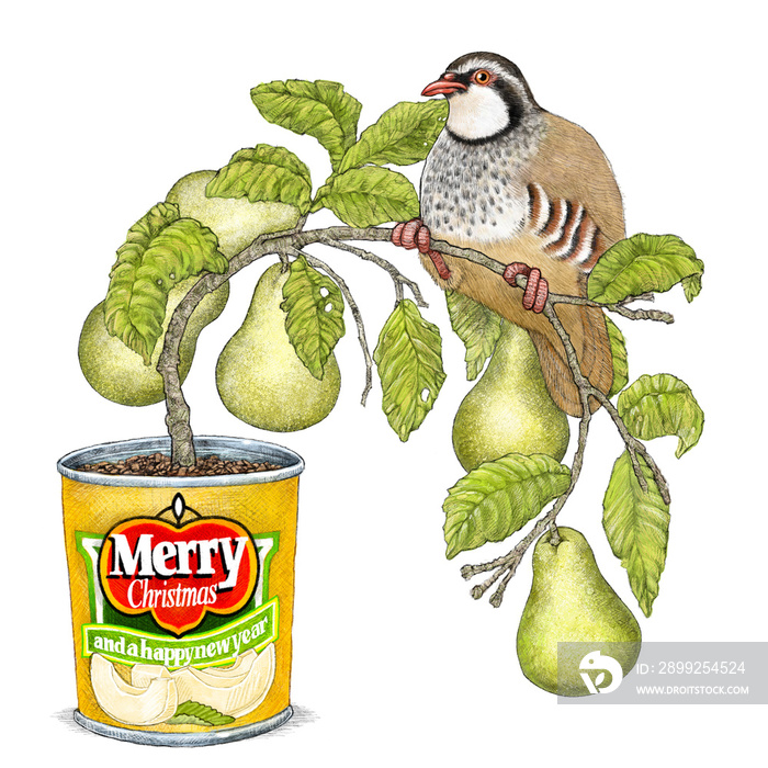 A Partridge in a Pear Tree