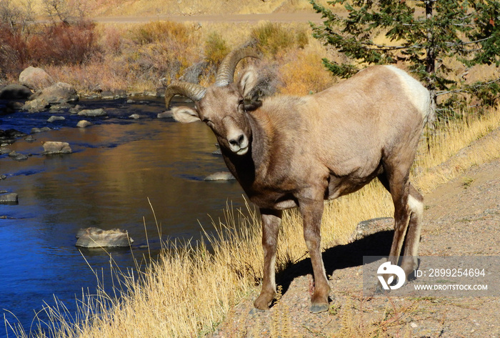 rocky mountain bighorn sheep ewe standing  next to the scenic south platte river in fall in the foothills of  waterton canyon, littleton, colorado