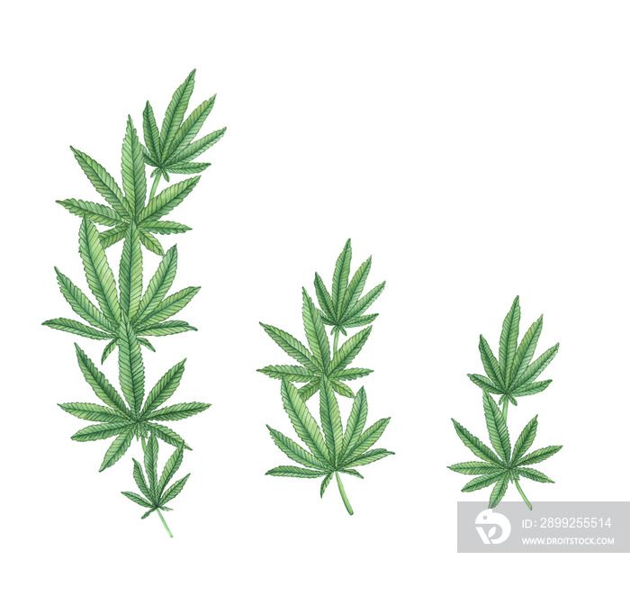 Watercolor Green branches of Cannabis plant with leaves