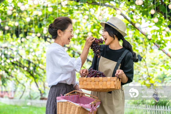 快乐的母女在果园采摘葡萄