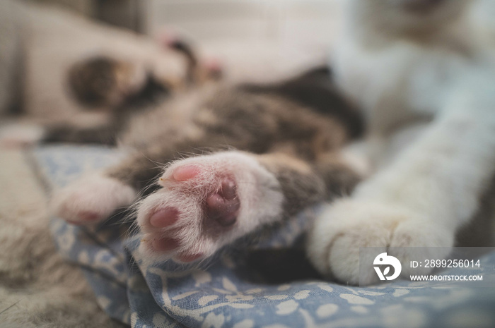 Close-up in a kitten paw