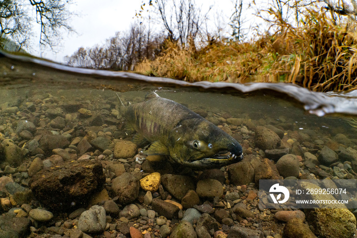 Chum Salmon Split