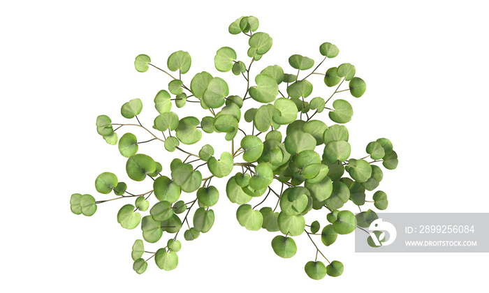 Dichondra repens or Lawn leaf isolated white background