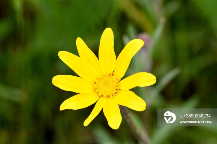 Woolly Sunflower 01