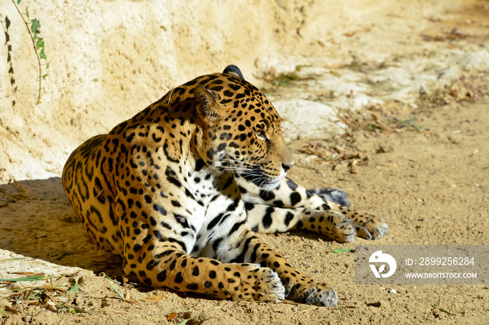 Closeup profile portrait of Jaguar (Panthera onca) lying on ground