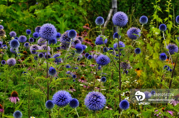 Globe Thistle Thornbush Flower Head