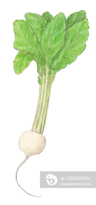 葉の付いたカブ　水彩色鉛筆野菜イラスト