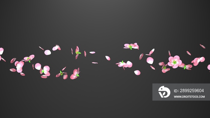 Cherry blossoms on black background. 3D illustration for background.