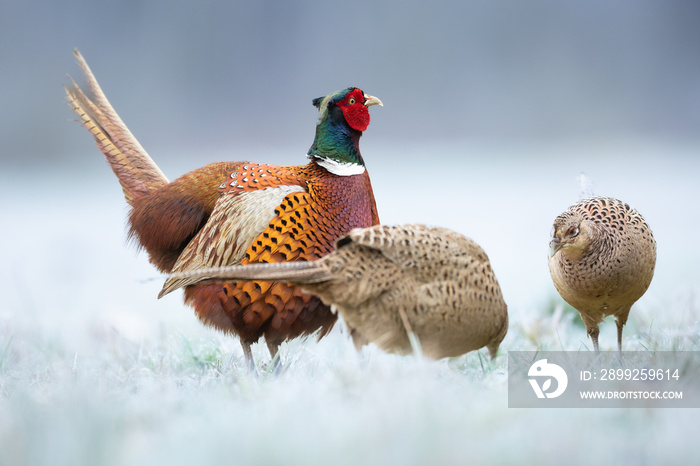 Common pheasant Phasianus colchius Ring-necked pheasant in natural habitat, grassland in early spring