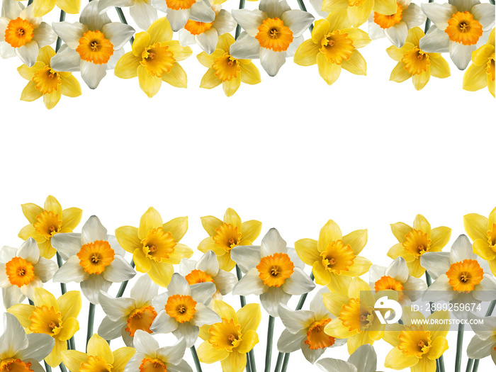 border of flowers of daffodils