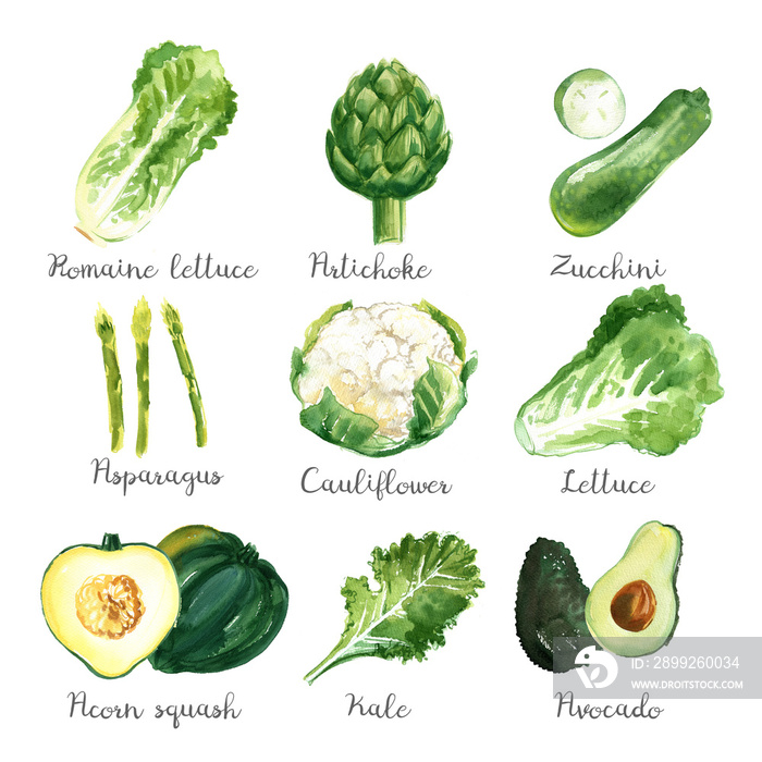 Watercolor vegetables on a white background. Cabbage, artichoke, zucchini, asparagus, cauliflower, lettuce, pumpkin, kale, avocado