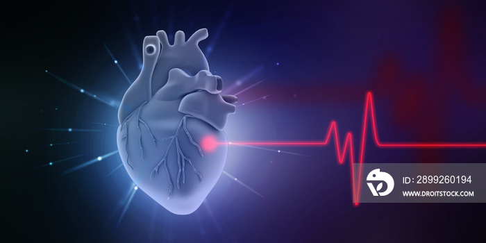 3d illustration  Anatomy of Human Heart