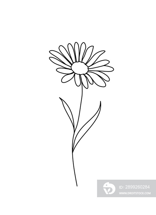 Daisy line art drawing