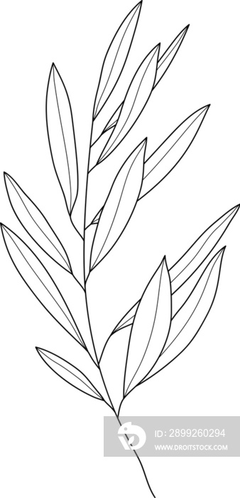 Hand drawn leaf branch line art