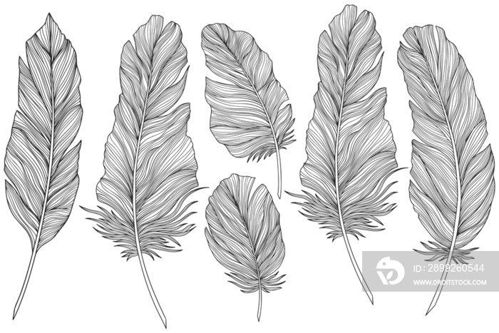 Png feathers collection. Hand drawn isolated on white background set. Vintage art illustration