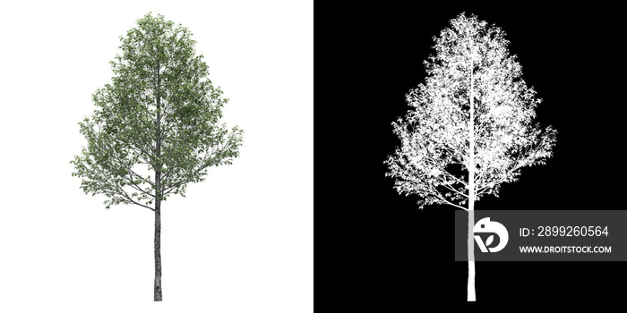Front view of tree (Populus Alba) png with alpha channel to cutout 3D rendering