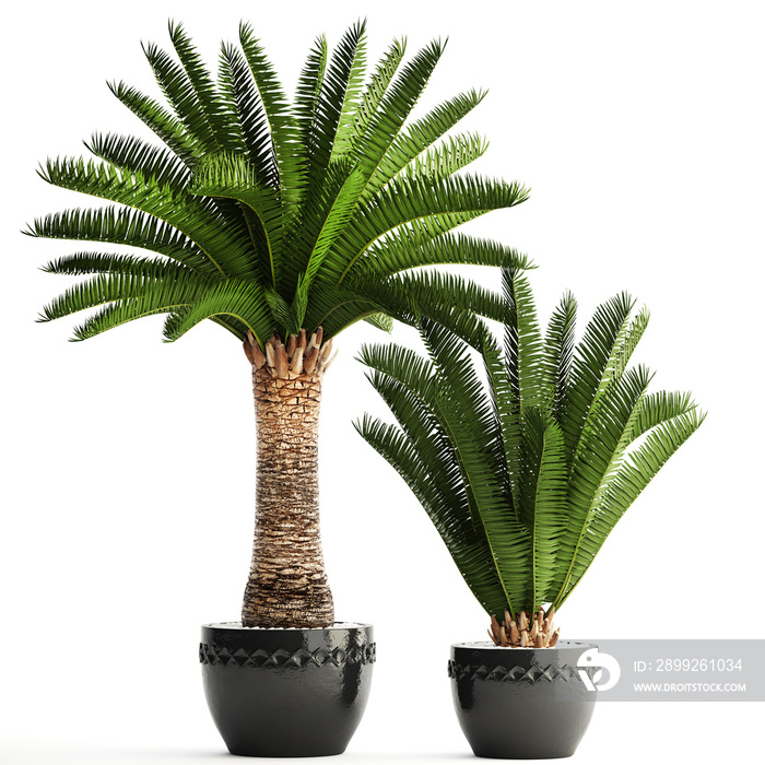 Date palm in a pot on a white background