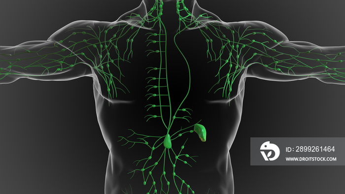 Lymphatic system is a network of delicate tubes throughout the body, It drains fluid 3D