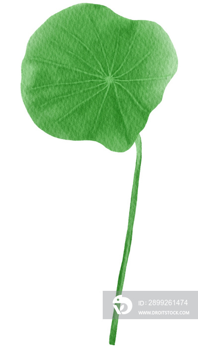 Lotus leaf watercolor