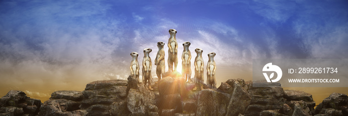 meerkat at sunset. 3d rendering