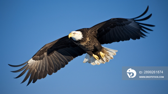 White headed eagle in the air