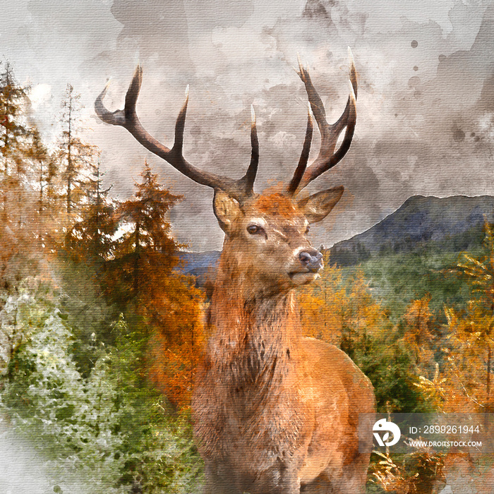 Digital watercolor painting of Stunning Autumn Fall landscape of woodland in with majestic red deer stag Cervus Elaphus in foreground
