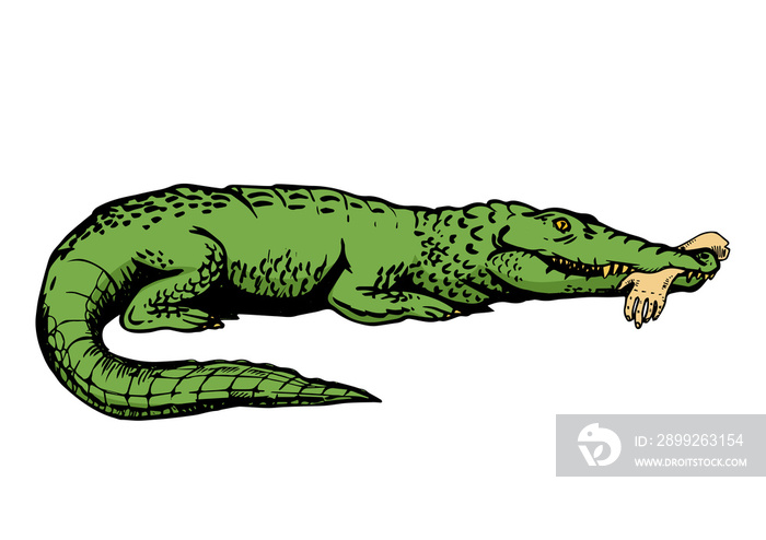 Alligator with hand color sketch engraving PNG illustration with transparent background