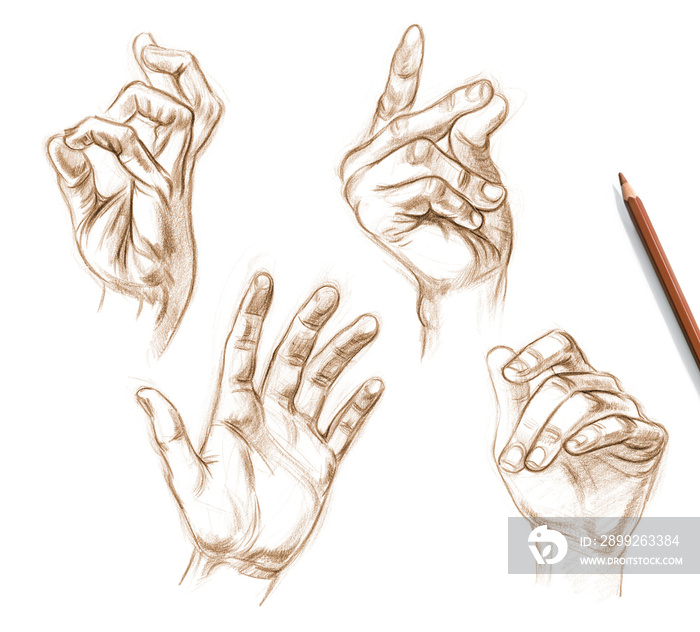 Sketches of human hands from nature. Drawing with pencil. Set