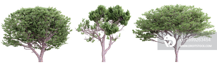 Tree pinus pinaster on transparent background.3d rendering PNG Set