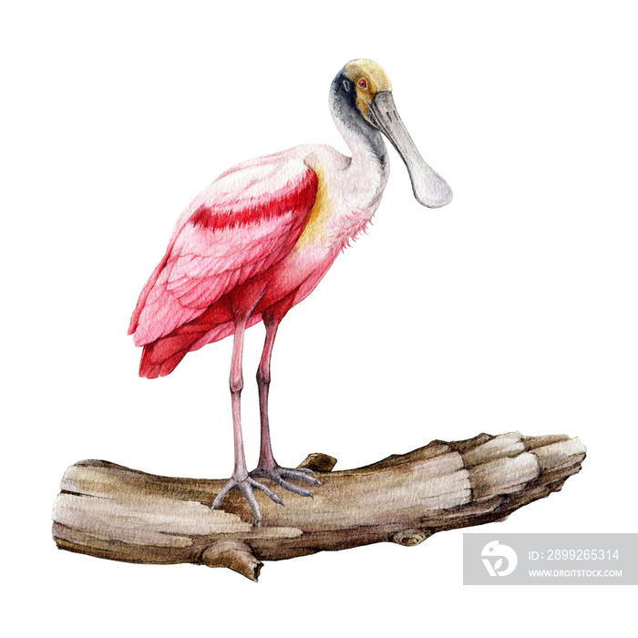 Spoonbill bird watercolor illustration. Hand drawn realistic Roseate spoonbill element. Platalea ajaja America native avian. Beautiful tropical bright bird on white background.