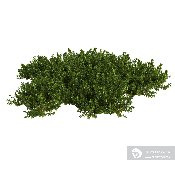 3d illustration of Bryophyte tree isolated on white and its mask