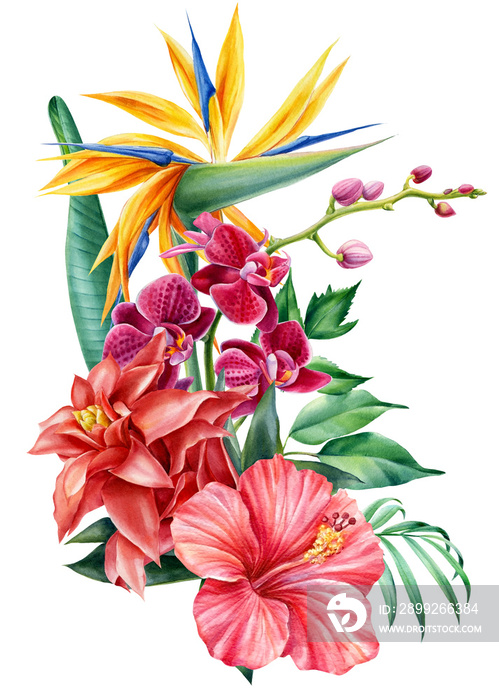 Bouquet tropical flowers on isolated background, watercolor illustration. Strelitzia, hibiscus, orchid, palm leaves