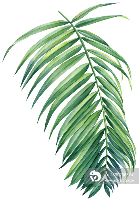 Green leaf isolated on white,  tropical palm leaves isolated on white background. Watercolor exotic plant. Botanical illustration. jungle design