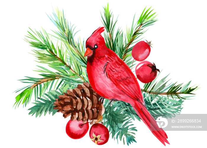 Christmas composition on a white isolated background, watercolor illustration, red cardinal bird on a branch of spruce with pine cones