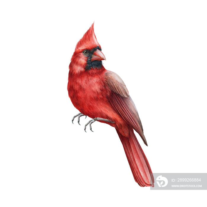 Red cardinal bird watercolor illustration. Hand drawn close up single beautiful bird. Christmas and winter symbol -  bright cardinal element isolated on white background