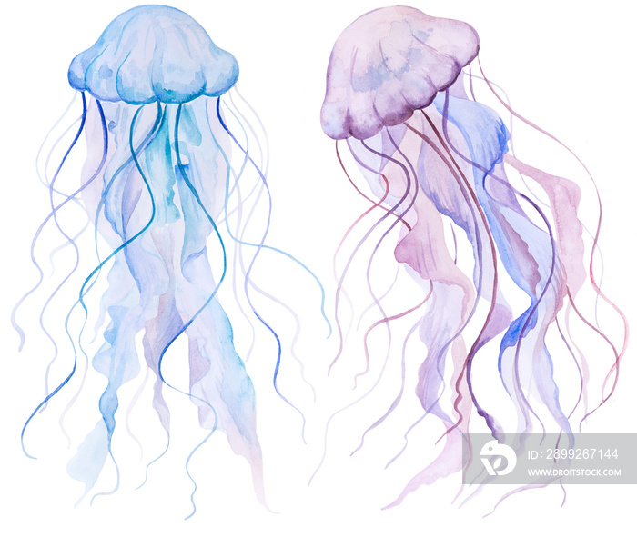 Pink and light blue Watercolor jellyfishes, isolated element for nautical sea wedding Illustration