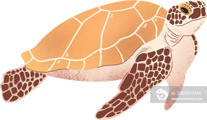 sea turtle transparent background