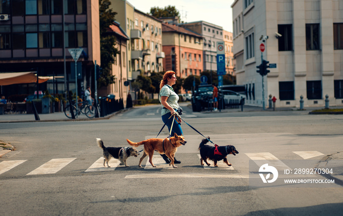 Female dog walker with dogs enjoying in city walk.