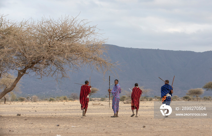 maasai warriors in a savannah